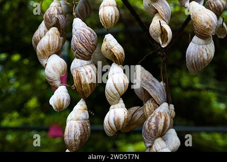 Close up of hanging big snail shells. Stock Photo