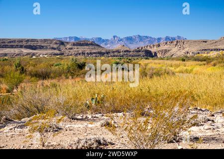 View of a wetland along the Rio Grande River,  cactus and the Chisos Mountains; Big Bend National Park, Texas, USA. Stock Photo