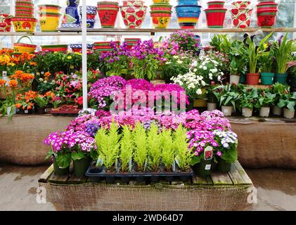 An array of colorful flowers, plants and pots for sale at a local Garden Center Store. Stock Photo