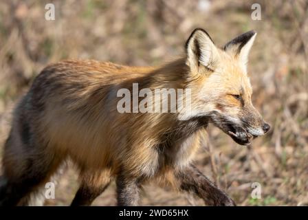 Red Fox Hunting Canada in Northern Saskatchewan Stock Photo