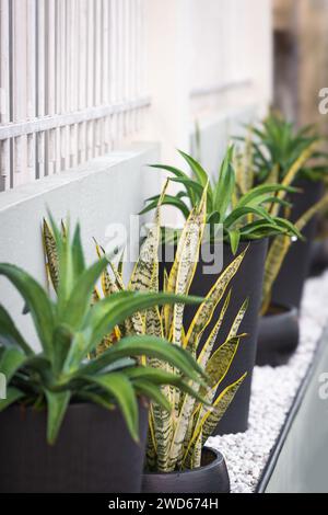 Agave and snake plant in a black modern pot decoration exterior wall tropical climate Stock Photo