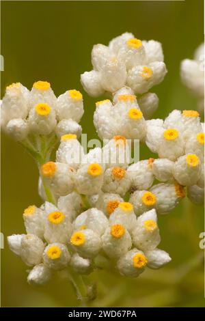 Pearly everlasting, San Dieguito River Park, San Diego County, California Stock Photo
