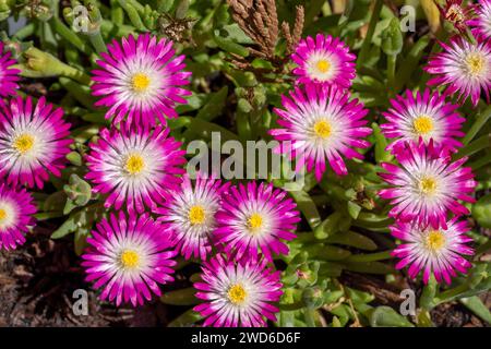 Issaquah, Washington, USA.   Cluster of Jewel of Desert Amethyst Iceplant flowers. Stock Photo