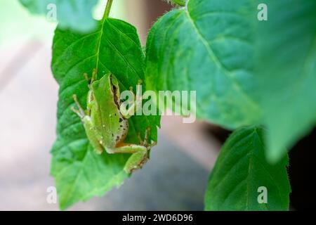 Issaquah, Washington, USA.   Pacific Tree Frog climbing on leaves. Stock Photo