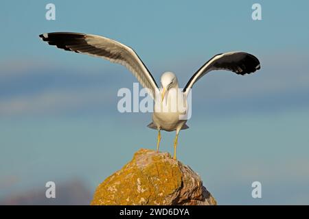 A kelp gull (Larus dominicanus) landing on a coastal rock, South Africa Stock Photo