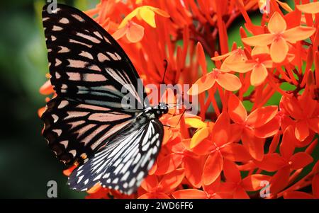 beautiful common mime butterfly (papilio clytia) parked on the flower and pollinating the flower, sunny morning in springtime, butterfly garden Stock Photo