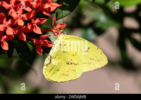 Clouded Sulphur Butterfly (Colias philodice) on red flowers, on the island of Aruba. Stock Photo