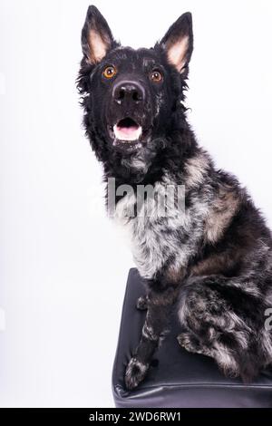 Mudi shepherd in front of a brick and white background Stock Photo