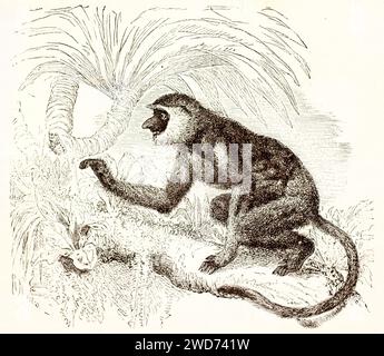 Old illustration of Proboscis monkey (Nasalis larvatus). Created by Kertschmet and Illner, published on Brehm, Les Mammifers, Baillière et fils, Paris Stock Photo