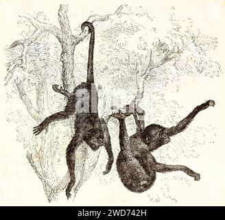 Old engraved illustration of a couple of Red-faced Spider monkeys in the jungle. Creted by Kretschmer and Illner, published on Brehm, Les Mammifers, B Stock Photo