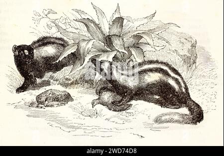 Old engraved illustration of a couple of Striped Polecat. By unknown author, published on Brehm, Les Mammifers, Baillière et fils, Paris, 1878 Stock Photo