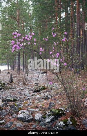 Rhododendron dauricum bushes with flowers (popular names bagulnik; maralnik) in Altai pine forest on the bank of river Katun. Spring time. Stock Photo