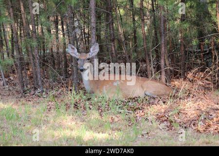 A deer laying on the edge of the forest Stock Photo