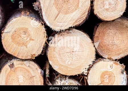 A closeup of a stacked pile of wooden logs Stock Photo
