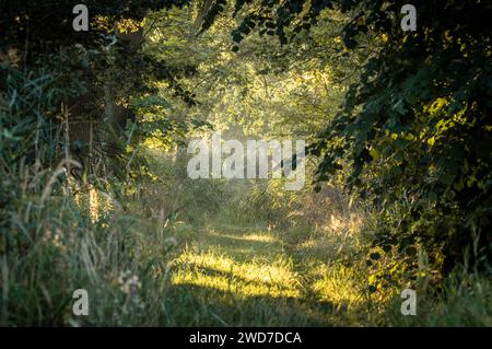 A bright sunlight streaming through the lush forest Stock Photo