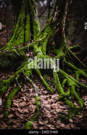 Green moss grows on tree roots in the forest, Sweden Stock Photo