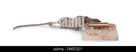 Dead brown common house mouse in wooden trap. Isolated on a white background. Stock Photo
