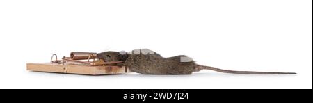 Dead brown common house mouse in wooden trap. Isolated on a white background. Stock Photo