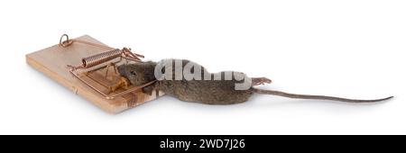 Dead brown common house mouse in wooden trap. Isolated on a white background. Stock Photo