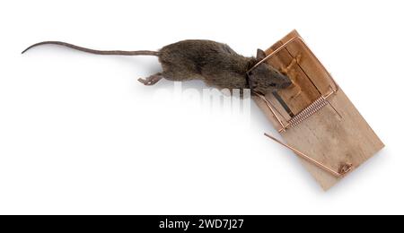 Dead brown common house mouse in wooden trap. Isolated on a white background. Stock Photo