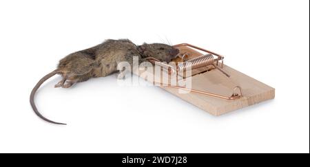 Dead brown common house mouse in wooden trap. Isolated on a white background. Stock Photo