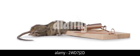 Dead brown common house mouse in wooden trap. Isolated on a white background. Stock Photo