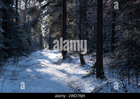 Snow Covered Forest Path Leading Through a Dense Thicket of Trees Stock Photo