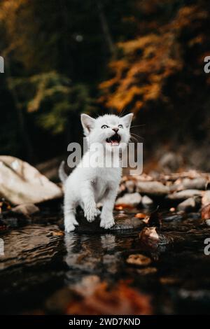 Tiny kitten meowing, sitting on a rock by the river in nature Stock Photo