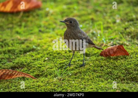 Juvenile Eurasian blackbird (Turdus merula) eating a seed Stock Photo