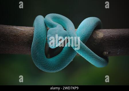 Blue viper snake with prey on branch Stock Photo