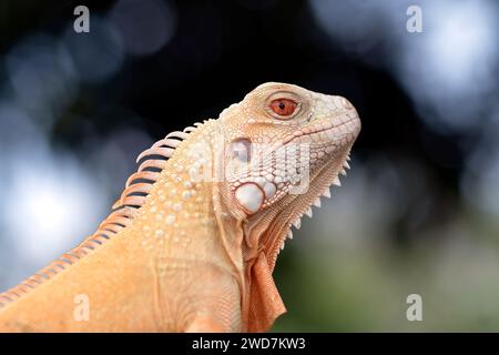 Close up photo of an albino iguana Stock Photo