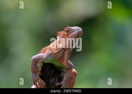 Close up photo of an albino iguana Stock Photo