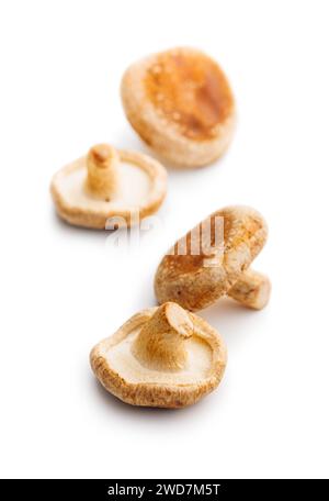 Fresh shiitake mushrooms isolated on the white background. Stock Photo