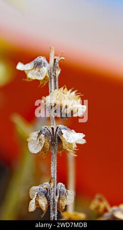 Basil sprouts in a pot for backgrounds Stock Photo