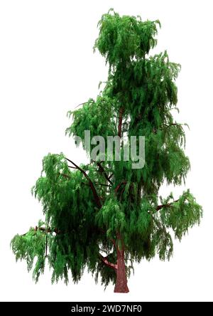 3D rendering of a Kashmir cypress tree isolated on white background Stock Photo