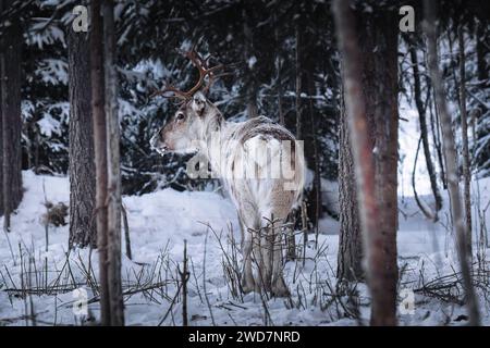 reindeer in the winter forest in Finnish Lapland Stock Photo