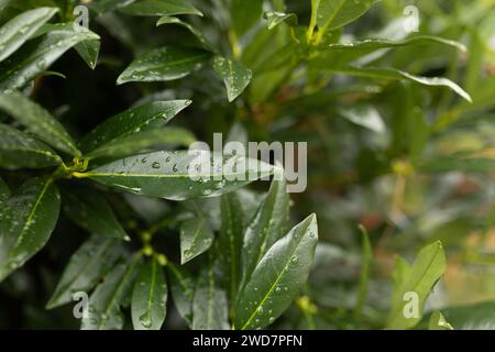 close-up of raindrops on green juniper bush Stock Photo