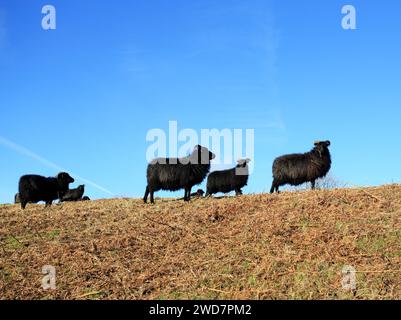 Hebridean sheep grazing at Croft Ambrey iron age hillfort near Leominster, Herefordshire, UK. Stock Photo