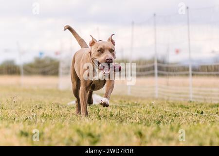 American Pit Bull Terrier running lure course dog sport Stock Photo