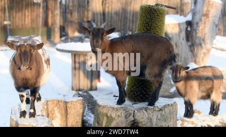 Non Exclusive: KYIV, UKRAINE - JANUARY 17, 2024 - Goats live at the Kyiv Zoo, Kyiv, capital of Ukraine. Stock Photo