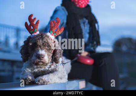 cute lagotto romagnolo dog with reindeer ears Stock Photo