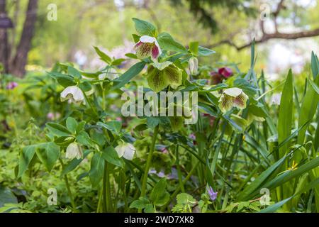 Helleborus orientalis Ballard hybrids Yellow Spotted flower  Stock Photo