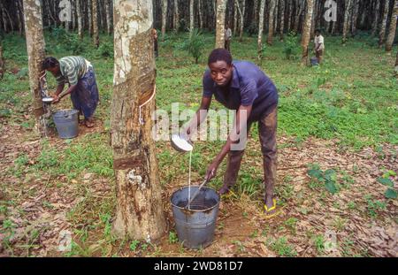 Ivory Coast, Divo state; after the latex liquid bleeded from the bark a man poors this in a bucket for further rubber preparation. Stock Photo