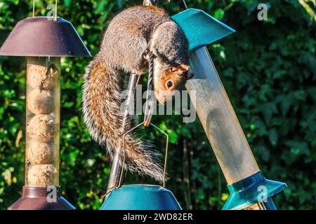 Grey squirrel attempting to steal food from a birdfeeder. Stock Photo