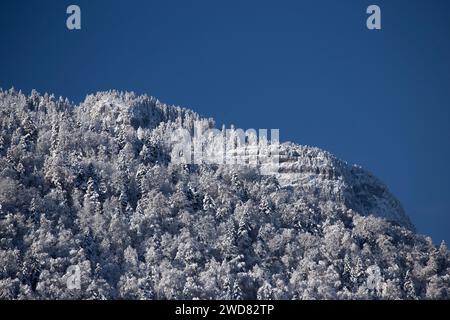 Roc des Boeufs, snowy mountain, covered in pine trees, against a clear blue sky. Stock Photo