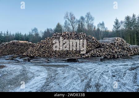 A large stack of recently felled timber in a commercial wood in mid-Wales, UK Stock Photo