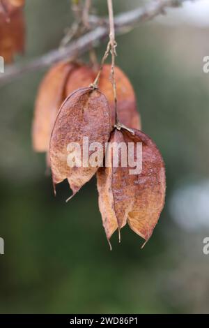 Close up of dried Staphylea, called bladdernuts on a tree in autumn, selective focus Stock Photo