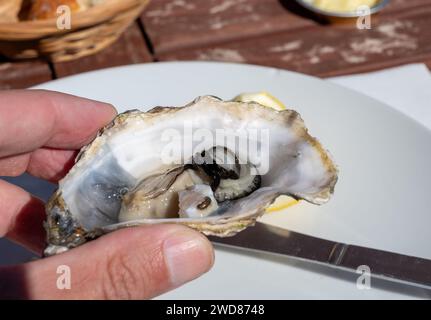 Eating of fresh live oysters at farm cafe in oyster-farming village, Arcachon bay, Cap Ferret peninsula, Bordeaux, France, close up Stock Photo