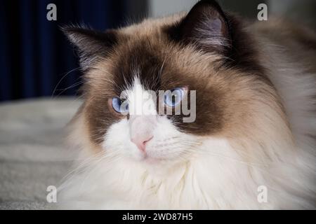 Beautiful young white purebred Ragdoll cat with blue eyes, on the bed at home. Stock Photo