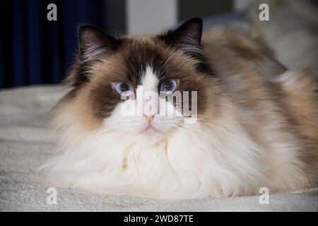 Beautiful young white purebred Ragdoll cat with blue eyes, on the bed at home. Stock Photo